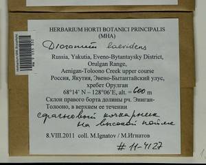 Dicranum laevidens R.S. Williams, Гербарий мохообразных, Мхи - Якутия (B19) (Россия)