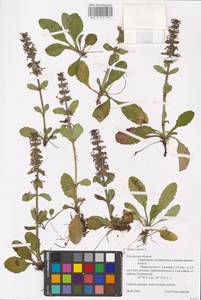 MHA 0 155 175, Живучка ползучая L., Восточная Европа, Центральный район (E4) (Россия)