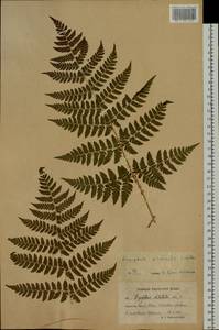Dryopteris dilatata subsp. dilatata, Сибирь, Чукотка и Камчатка (S7) (Россия)