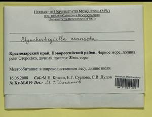 Rhynchostegiella curviseta (Brid.) Limpr., Гербарий мохообразных, Мхи - Северный Кавказ и Предкавказье (B12) (Россия)