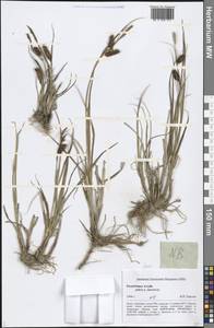 Осока, Сибирь, Алтай и Саяны (S2) (Россия)