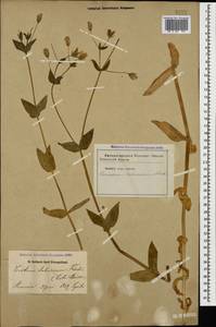 Dichodon davuricum (Fisch. ex Spreng.) Á. Löve & D. Löve, Кавказ, Армения (K5) (Армения)