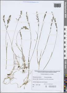 Koeleria spicata (L.) Barberá, Quintanar, Soreng & P.M.Peterson, Сибирь, Чукотка и Камчатка (S7) (Россия)