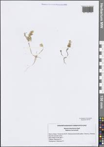 Бурачок туркестанский Regel & Schmalh. ex Regel, Восточная Европа, Средневолжский район (E8) (Россия)