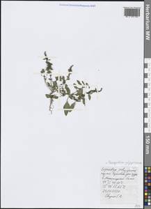 Lipandra polysperma (L.) S. Fuentes, Uotila & Borsch, Крым (KRYM) (Россия)
