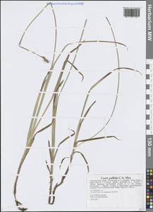 Осока возрастающая Ohwi, Сибирь, Дальний Восток (S6) (Россия)