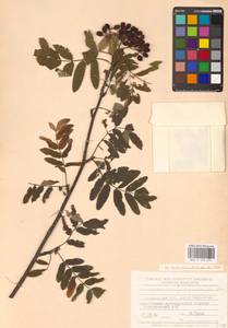 Рябина обыкновенная L., Восточная Европа, Нижневолжский район (E9) (Россия)