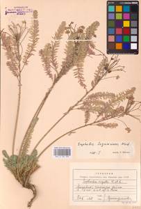 Молочай Сегье Neck., Восточная Европа, Молдавия (E13a) (Молдавия)