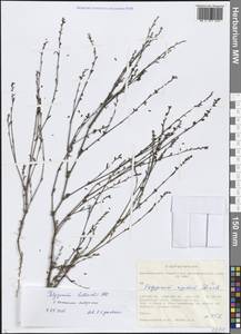 Спорыш Белларди, Горец Белларди All., Сибирь, Алтай и Саяны (S2) (Россия)