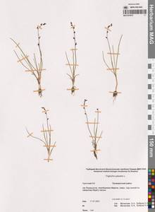 Триостренник болотный L., Сибирь, Чукотка и Камчатка (S7) (Россия)