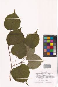 Липа амурская Rupr., Сибирь, Дальний Восток (S6) (Россия)