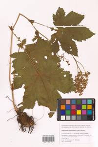 Таволга камчатская (Pall.) Maxim., Сибирь, Дальний Восток (S6) (Россия)