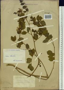 Солодка уральская Fisch. ex DC., Сибирь, Западный (Казахстанский) Алтай (S2a) (Казахстан)