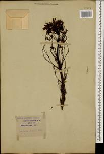 Lactuca quercina subsp. quercina, Кавказ, Краснодарский край и Адыгея (K1a) (Россия)