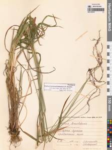 Пырейник смешиваемый (Roshev.) Tzvelev, Сибирь, Чукотка и Камчатка (S7) (Россия)