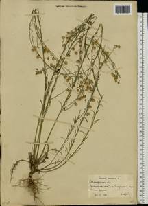 Лен многолетний L., Восточная Европа, Нижневолжский район (E9) (Россия)