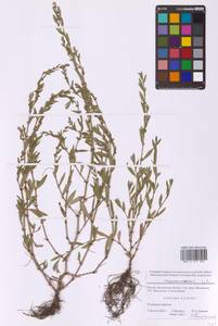 Спорыш птичий, Горец птичий L., Восточная Европа, Московская область и Москва (E4a) (Россия)