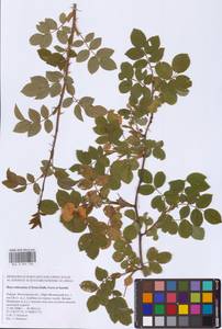 Шиповник почти-собачий (Christ) Dalla Torre & Sarnth., Восточная Европа, Московская область и Москва (E4a) (Россия)