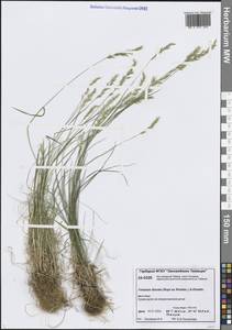 Sibirotrisetum litorale (Roshev.) Chepinoga, Сибирь, Центральная Сибирь (S3) (Россия)