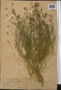 Campanula albertii Trautv., Средняя Азия и Казахстан, Западный Тянь-Шань и Каратау (M3) (Узбекистан)