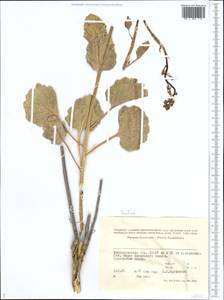 Brassicaceae, Средняя Азия и Казахстан, Прикаспийский Устюрт и Северное Приаралье (M8) (Казахстан)