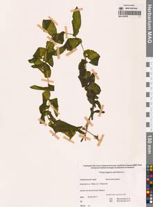 Рдест пронзеннолистный, Рдест стеблеобъемлющий L., Сибирь, Дальний Восток (S6) (Россия)