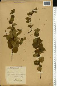 Береза приземистая Schrank, Восточная Европа, Центральный лесостепной район (E6) (Россия)