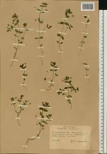 Lysimachia arvensis (L.) U.Manns & Anderb., Восточная Европа, Западно-Украинский район (E13) (Украина)