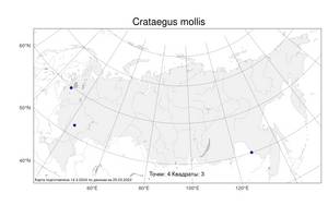Crataegus mollis, Боярышник мягкий (Torr. & A. Gray) Scheele, Атлас флоры России (FLORUS) (Россия)