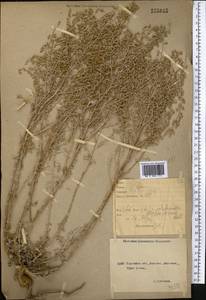 Полынь прутьевидная (Ledeb.) Poljakov, Средняя Азия и Казахстан, Северный и Центральный Казахстан (M10) (Казахстан)