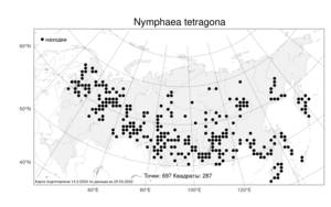 Nymphaea tetragona, Кувшинка четырехгранная Georgi, Атлас флоры России (FLORUS) (Россия)