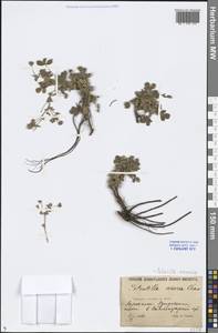 Potentilla cinerea subsp. incana (G. Gaertn., B. Mey. & Scherb.) Asch., Восточная Европа, Нижневолжский район (E9) (Россия)
