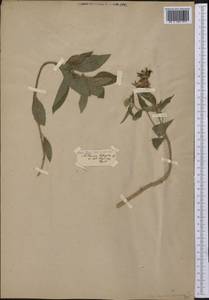 Verbesina tetraptera (Ortega) A. Gray, Америка (AMER) (Эстония)