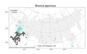 Bromus japonicus, Костер японский Houtt., Атлас флоры России (FLORUS) (Россия)