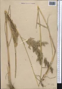 Вейник ложнотростниковидный (Haller f.) Koeler, Средняя Азия и Казахстан, Западный Тянь-Шань и Каратау (M3) (Узбекистан)