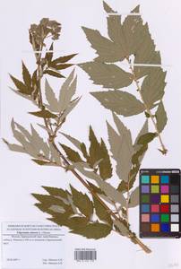 Таволга вязолистная (L.) Maxim., Восточная Европа, Московская область и Москва (E4a) (Россия)