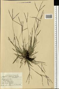 Росичка обыкновенная (Schreb.) Muhl., Восточная Европа, Центральный район (E4) (Россия)