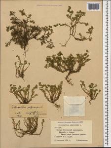 Scleranthus annuus subsp. polycarpos (L.) Thell., Кавказ, Северная Осетия, Ингушетия и Чечня (K1c) (Россия)