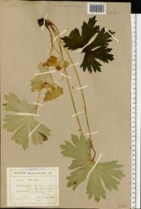 Aconitum lycoctonum subsp. lasiostomum (Rchb.) Warncke, Восточная Европа, Северо-Украинский район (E11) (Украина)