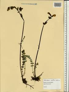 Мытник скипетровидный L., Восточная Европа, Северный район (E1) (Россия)