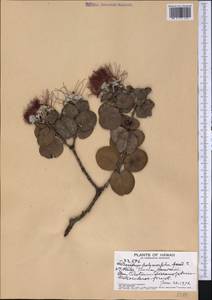 Metrosideros polymorpha Gaud., Америка (AMER) (США)