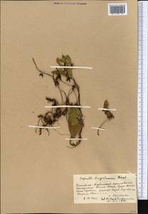 Cuscuta gigantea var. engelmannii (Korsh.) Yunck., Средняя Азия и Казахстан, Западный Тянь-Шань и Каратау (M3) (Киргизия)