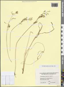 Ornithogalum hajastanum Agapova, Кавказ, Армения (K5) (Армения)