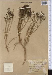 Haloxylon griffithii subsp. griffithii, Средняя Азия и Казахстан, Сырдарьинские пустыни и Кызылкумы (M7) (Узбекистан)