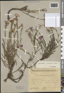 Гвоздика китайская L., Сибирь, Якутия (S5) (Россия)