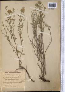 Зизифора пахучковидная Lam., Средняя Азия и Казахстан, Западный Тянь-Шань и Каратау (M3) (Казахстан)