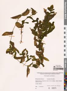 Рдест пронзеннолистный, Рдест стеблеобъемлющий L., Сибирь, Чукотка и Камчатка (S7) (Россия)