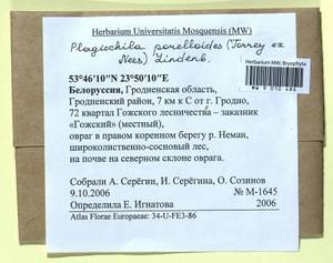 Plagiochila porelloides (Torr. ex Nees) Lindenb., Гербарий мохообразных, Мхи - Белоруссия (B2) (Белоруссия)