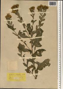 Centaurea phrygia subsp. salicifolia (M. Bieb. ex Willd.) Mikheev, Зарубежная Азия (ASIA) (Турция)