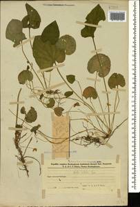 Фиалка Денхардта (Ten.) W.Becker, Кавказ, Азербайджан (K6) (Азербайджан)